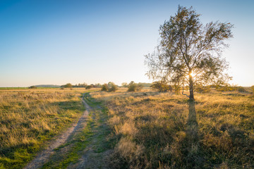 Obraz premium Sonnenuntergang über Heide Landschaft mit Baum