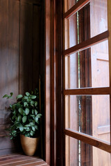 Wooden window frame and potted plant  with green leaves