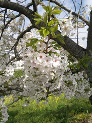 川沿いの桜の花