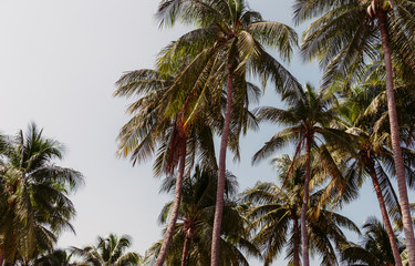 Fototapeta na wymiar palm tree on background of blue sky summer concept vintage tone.