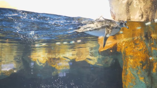 Penguin swims and plays with a visitor to the aquarium