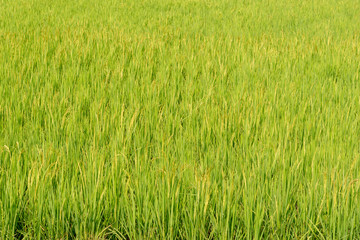 rice field