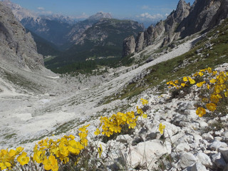 Włochy, Dolomity - na szlaku Szlak Sentiero Bonacossa, widok z żółtymi kwiatami © Iwona