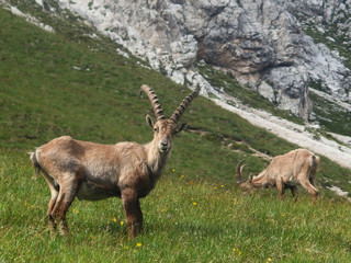Włochy, Dolomity - koziorożce alpejskie (Capra ibex) w masywie Sorapis