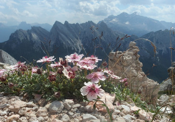 Włochy, Dolomity - Ferrata Dibona w masywie Cristallo, widok z kwiatami