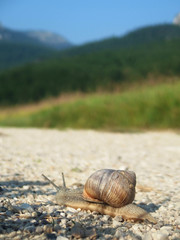 Włochy, Dolomity - ślimak wędrujący drogą