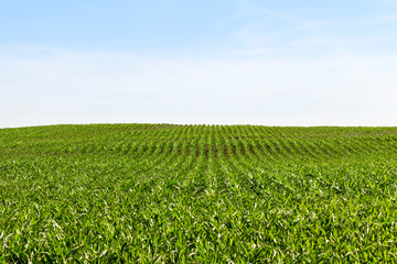 long rows of green corn