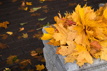 Autumn background with concrete street trash full of yellow maple leaves