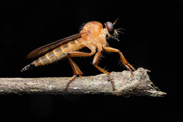Robber fly gold