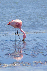 A solitary flamingo feeds quietly along the muddy edge of the high lake.