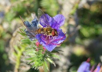 Hoverfly on Echium flower in the meadow, closeup