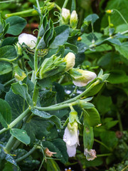 Young peas pods. Fresh bright green pea pods on a pea plants in a garden. Growing peas outdoors. Healthy food.