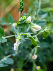 Young peas pods. Fresh bright green pea pods on a pea plants in a garden. Growing peas outdoors. Healthy food.