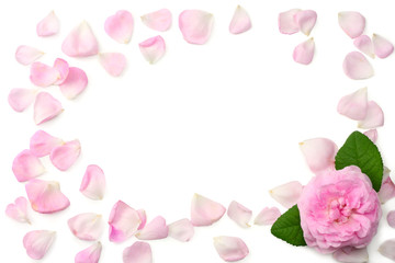 Pink rose flowers isolated on white background. top view