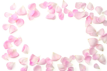 Pink rose flowers isolated on white background. top view