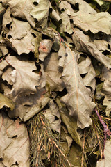 dried broom