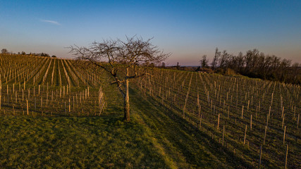 Fototapeta premium Flying over a vineyard in a winter day
