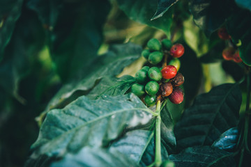 Closeup of coffee beans fruit on tree in farm and plantations