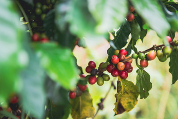 Arabicas Coffee bean on Coffee tree at Doi Chaang in Thailand