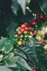 Arabicas Coffee bean on Coffee tree at Doi Chaang in Thailand