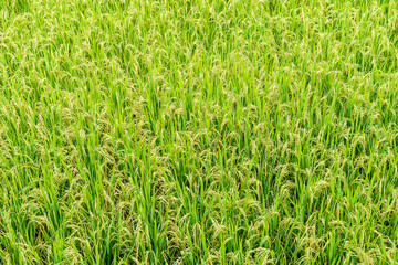 Rice field,Paddy rice with sun light at Thailand.,Nature background concept.