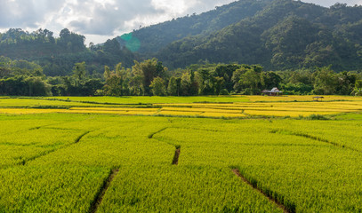 Rice field,Paddy rice with sun light at Thailand.,Nature background concept.
