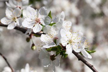 white flowers of cherry