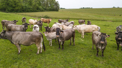 Aerial view Bazadaise cows and calves daisy in the meadow, Gironde