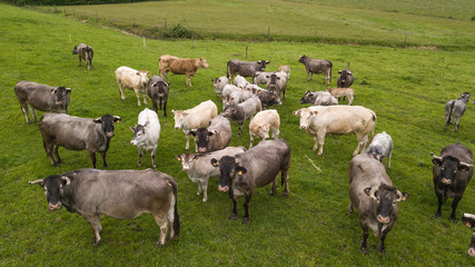 Obraz premium Aerial view Bazadaise cows and calves daisy in the meadow, Gironde