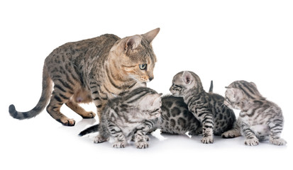 bengal family in studio