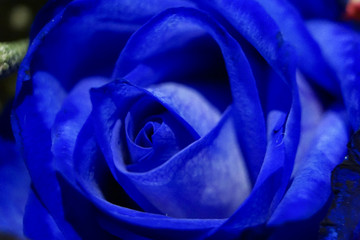 Fototapeta na wymiar blue rose