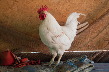 rooster on a farm