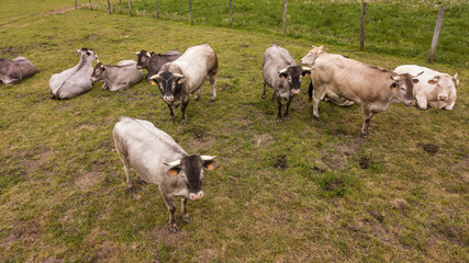 Aerial view Bazadaise cows and calves daisy in the meadow, Gironde