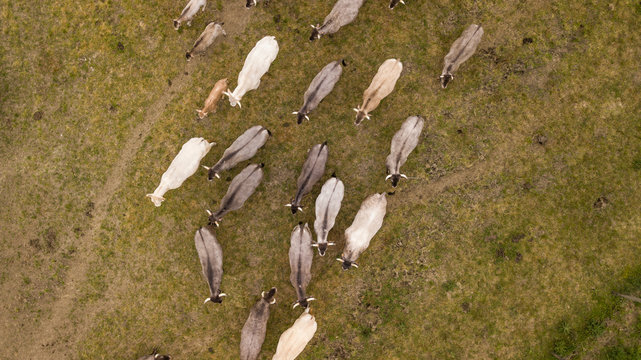 Aerial view Bazadaise cows and calves daisy in the meadow, Gironde