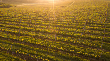 Aerial view of a green summer vineyard at sunset