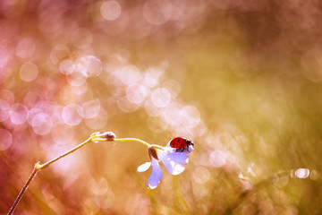 Obraz premium Mała czerwona biedronka chodzi wokół rośliny w poszukiwaniu mszyc.