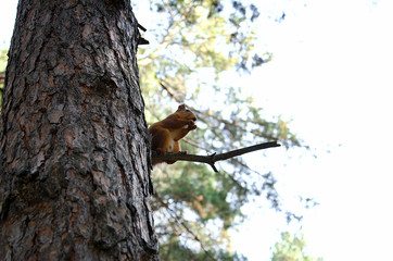 animal squirrel sitting on a pine tree and holding nuts legs