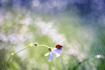 Obraz premium Mała czerwona biedronka chodzi wokół rośliny i wypatruje mszyc.