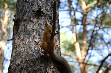 animal squirrel sitting on a pine tree and holding nuts legs