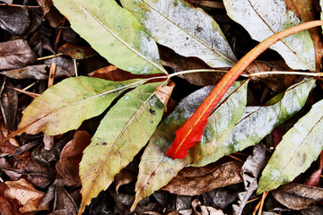 green and red leaves closeup
