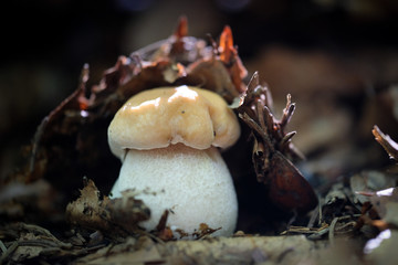 Penny Bun fungus