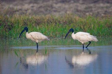 Fototapeta premium large water bird, black head ibis finshing in water body