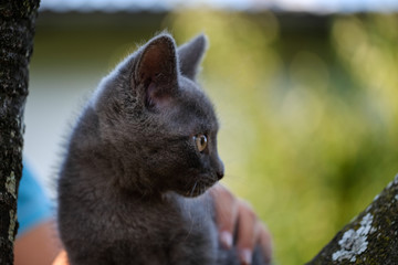 Cute gray kitten