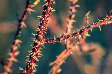 The trunk of the prickly plant with spikes close-up