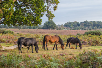 Fototapeta premium New Forest Pony