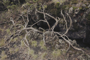 Twisted Dead Branches In Etna Park, Sicily