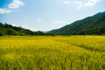 Rice field