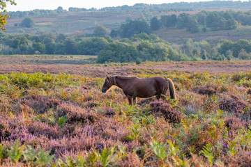 New Forest Pony