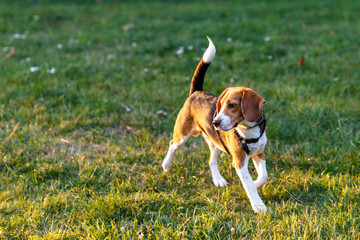 beagle dog playing on green grass