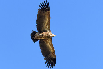 himalayan vulture flying over the valley 